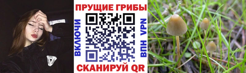 Псилоцибиновые грибы Magic Shrooms  закладка  Санкт-Петербург 